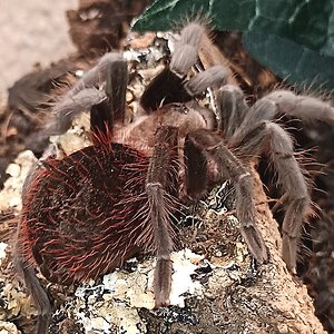 Unknown tarantula at Petco, Northern California