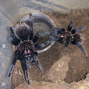 Huge Old Female Xenesthis sp. Blue mating