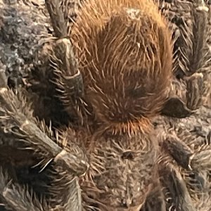 Thrixopelma sp blue pic 1.jpeg