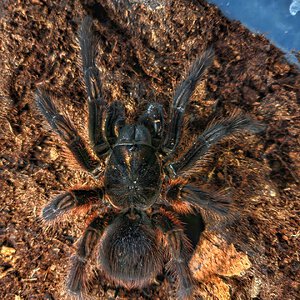 Phormictopus atrichomatus, adult female