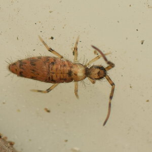 Entomobrya cf. pekinensis