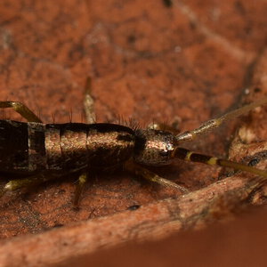 Tomocerus sp.