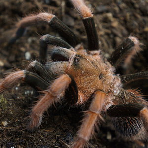 Sericopelma sp santa catalina