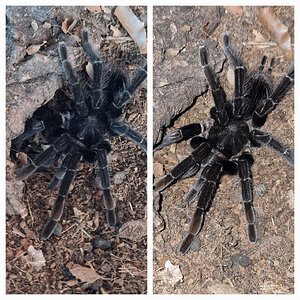 Sericopelma sp Darien AF