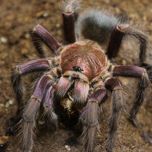 Phormictopus sp dominican purple