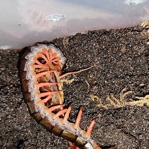 Scolopendra dehaani