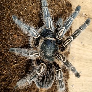 Aphonopelma seemanni Nicaragua adult female