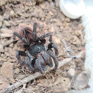 0.0.1 Pamphobeteus sp. 'Platyomma'