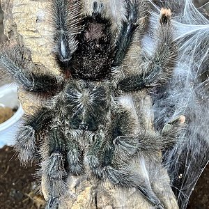 Avicularia_mature_male1.jpeg