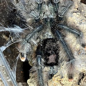 Avicularia_mature_male2.jpeg