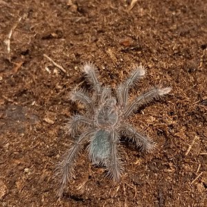 Theraphosa stirmi second molt sling