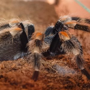 Brachypelma hamorii