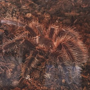 Lasiodora striatipes