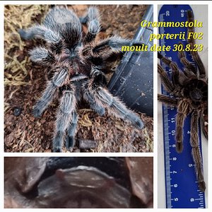 Grammostola porteri