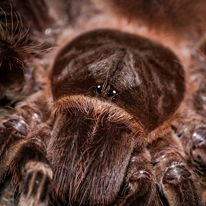 Acanthoscurria geniculata