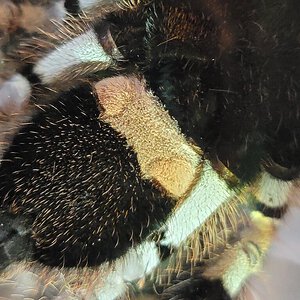 Poecilotheria regalis, 5in DLS