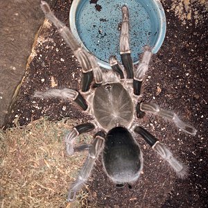 8.5 inch H.Laticeps with 35mm carapace.jpg