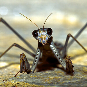 Mantis in Paros (Greece)