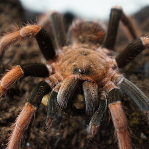 Sericopelma sp