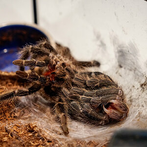 Lasiodora klugi molting