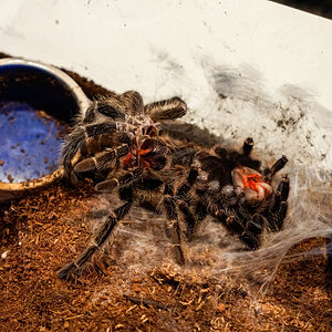 Lasiodora klugi post molt