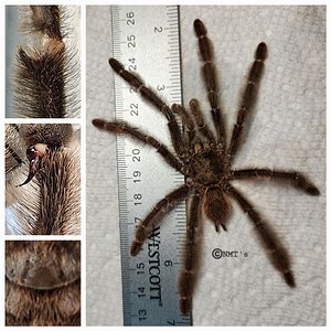 1.0 Psalmopoeus reduncus MM - RIP