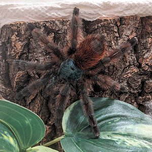 Adult C. versicolor "Blue"