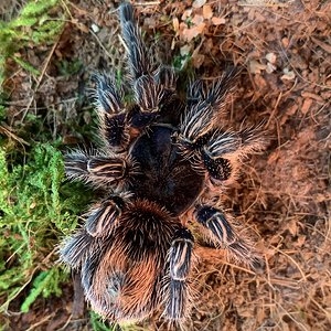 Thrixopelma cyaneolum Female