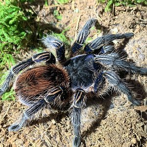 Thrixopelma cyaneolum Female