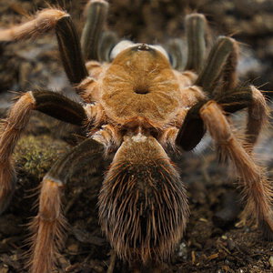 Sericopelma sp