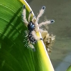 0.0.1 Avicularia Avicularia m#2 (ex- Braunshauseni)..Spiderling...