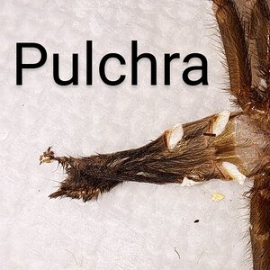 G. pulchra Molt sexing