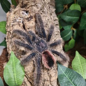 Avicularia juruensis