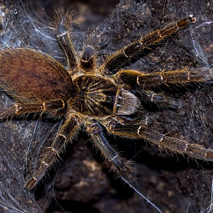 Ceratogyrus marshalli