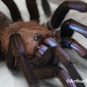 0.1 Chilobrachys natanicharum