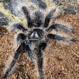 Unknown tarantula