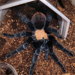 Brachypelma albiceps, young female