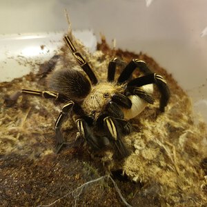 0.1 Ephebopus murinus