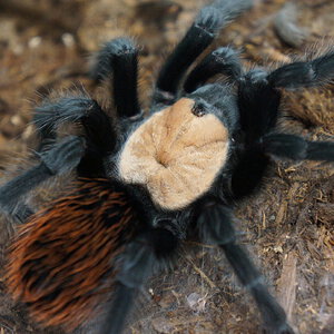 Brachypelma albiceps