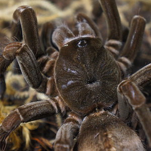 Pamphobeteus sp manabi