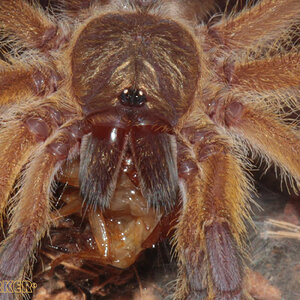 Harpactira-Pulchripes24.jpg