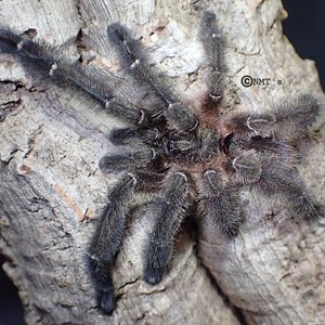 1.0 Psalmopoeus sp. Panama MM