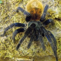 Chromatopelma cyaneopubescens