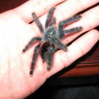 avicularia avicularia