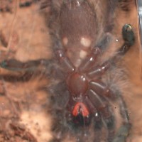 P. Rufilata