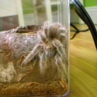 Rose Hair Tarantula (Name: Kikkoman)