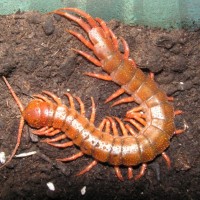 Scolopendra Subspinipes ''Red Dragon Morph''