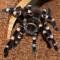 Acanthoscuria geniculata - Giant White Knee