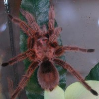 G. Rosea RCF Juv. Male