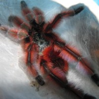 A. versicolor MM